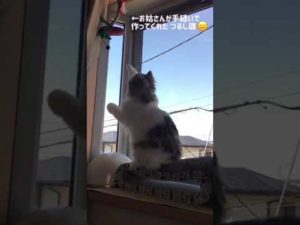 お姑さんが手縫いで作ってくれた飾りを破壊するニャンズ