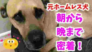 元ホームレス犬 「デクスター」 の一日【大型雑種犬とピットブル犬と2歳児の生活】
