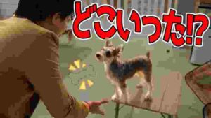 【ドッキリ】目の前からエサが一瞬で消えた時の、ワンちゃんの反応wwwwwww